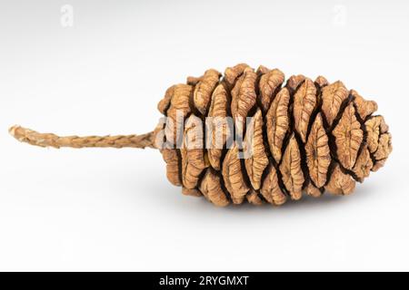 Giant sequoia (Sequoiadendron giganteum) cone isolated on white background. Stock Photo