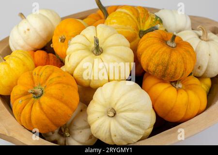 Organic decorative dwarf pumpkins in a wooden trough isolated on white background. Stock Photo