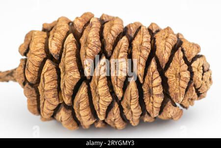 Giant sequoia (Sequoiadendron giganteum) cone isolated on white background. Stock Photo