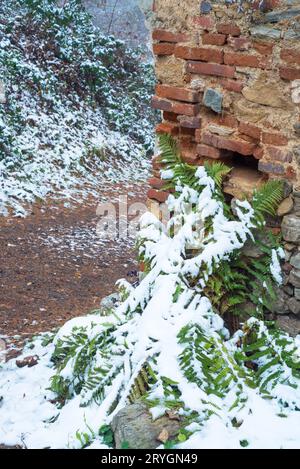 Thickets of ferns covered with snow Stock Photo