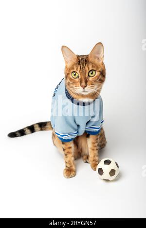 Bengal cat - soccer player with ball isolated on white background. Stock Photo