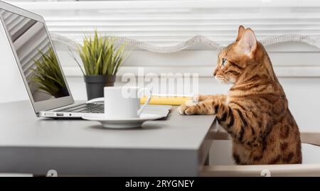 Bengal cat at the table while working on a laptop, a table with a cup of coffee and a notepad. Stock Photo