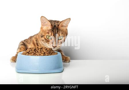 Hungry cat near bowl with dry cat food isolated on white background. Stock Photo