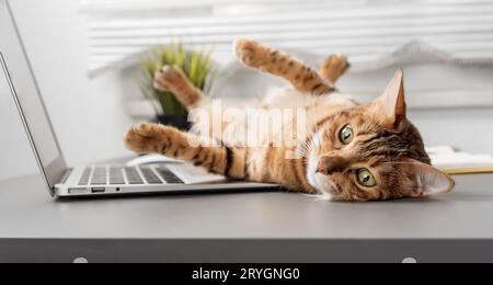The domestic cat lies on the table near the laptop. Funny cat in the home office. Stock Photo