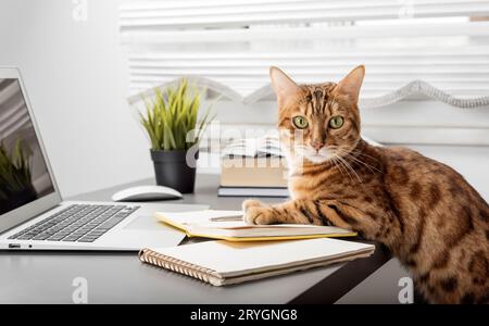 Red cat works at a computer from home. Home office during self-isolation and quarantine. Stock Photo