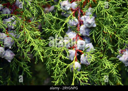 Leaves and fruits of the Himalayan cypress (Cupressus torulosa). Stock Photo
