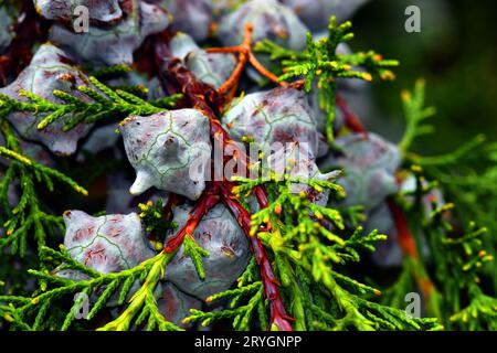 Leaves and fruits of the Himalayan cypress (Cupressus torulosa). Stock Photo