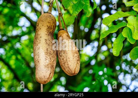 A baobab tree in the Dominica Botanical Gardens in Roseau Stock Photo