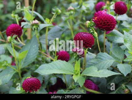 Dahlia 'Moor Place' Stock Photo