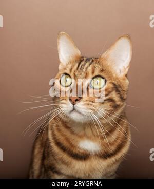 Funny muzzle of a Bengal cat on a brown background. Stock Photo