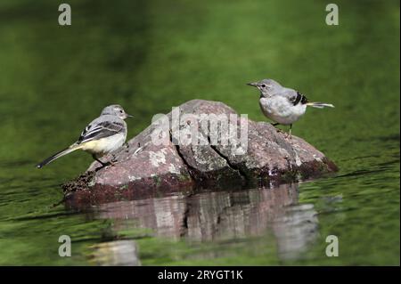GREY WAGTAIL (Motacilla cinerea) young birds on a rock in a river, UK. Stock Photo