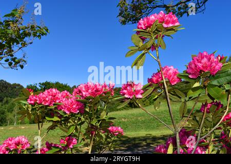 Rhododendron Marie Fortier or Marie Forte in flower with blue sky Stock  Photo - Alamy