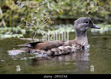 MANDARIN DUCK (Aix galericulata) duckling with first plumage, UK. Stock Photo