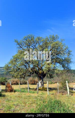 Holm oak. Quercus ilex L. subsp. ballota Stock Photo - Alamy