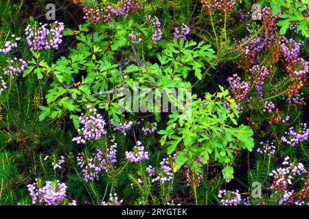 A branch and leaves of the Hawthorn (Crtaegus monogyna) surrounded by the Cornish heath (Erica vagans) in bloom Stock Photo