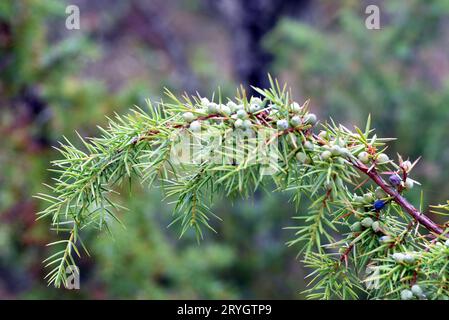 Fruits or berries of the common juniper (Juniperus communis) on a branch. Stock Photo
