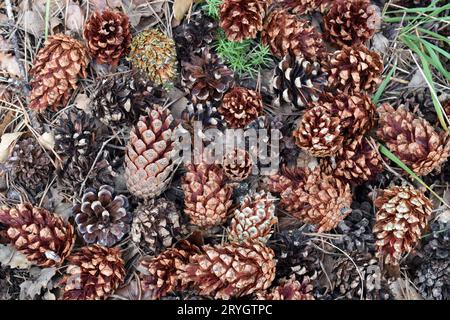 Scots pine (Pinus sylvestris) cones fallen on the ground. Stock Photo