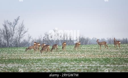 Roe deer, capreolus capreolus, herd in deep snow in winter. Stock Photo