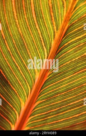 Patterned underside of plant leaf Stock Photo