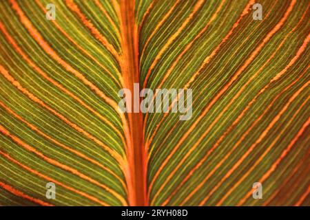 Patterned underside of plant leaf Stock Photo