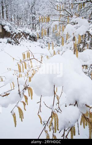 Hazel (Corylus avellana) catkins on a tree in woodland after a fall of snow. Powys, Wales. March. Stock Photo