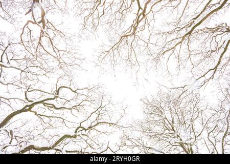 Patterns of branches of Sessile oak trees in woodland after a fall of snow. Powys, Wales. March. Stock Photo