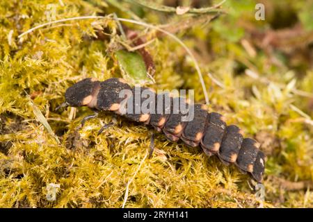 Glow worm (Lampyris noctiluca), large larva on moss. Carmarthenshire, Wales. May. Stock Photo