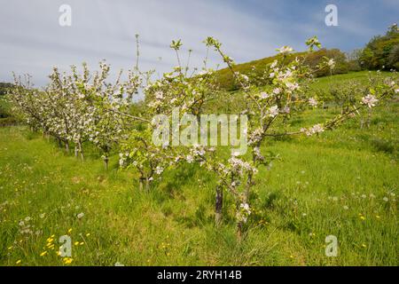 Blossom on cultivated apple trees (Malus domestica) in an Organic orchard. Powys, Wales. May Stock Photo