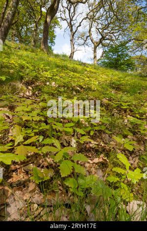 Seedling Sessile oak trees (Quercus petraea) growing in open woodland. Powys, Wales. May. Stock Photo