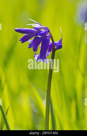 Bluebell (Hyacinthoides non-scripta) flowering in grassland. Powys, Wales. May. Stock Photo