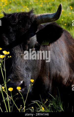 Welsh Black Cattle (Bos taurus). Bull. A docile breed- not all bulls