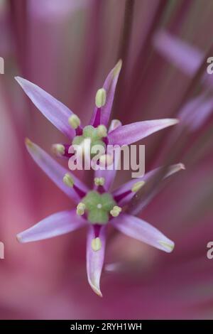Close-up of flowering Persian or Tumbleweed Onion (Allium schubertii) in a garden. Powys, Wales. May. Stock Photo