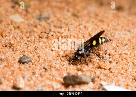 Six-spotted Cuckoo-wasp (Nysson trimaculatus) adult female at the nest burrow of her host wasp Gorytes laticintus. Powys, Wales. July. Stock Photo