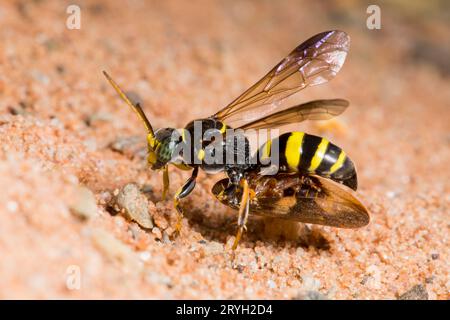 Broad-banded Hopper Wasp (Gorytes laticinctus) female carrying an adult frog-hopper bug (Aphrophora alni)into her nest burrow. Powys, Wales. July. Stock Photo