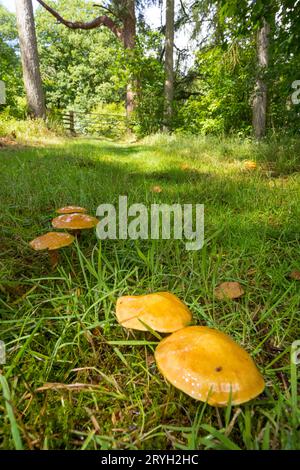 Larch Boletes (Suillus grevillei) fungi fruiting bodies growing in Larch (Larix) woodland. Powys, Wales. July. Stock Photo