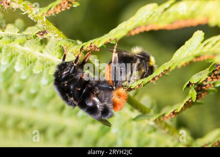 Red-tailed Bumblebees (Bombus lapidarius) pair mating on a bracken frond. Powys, Wales. July. Stock Photo