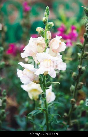 Snapdragon flowers in garden bed, Antirrhinum majus blooming Stock Photo