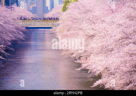 Cherry blossoms in Meguro River in full bloom Stock Photo - Alamy