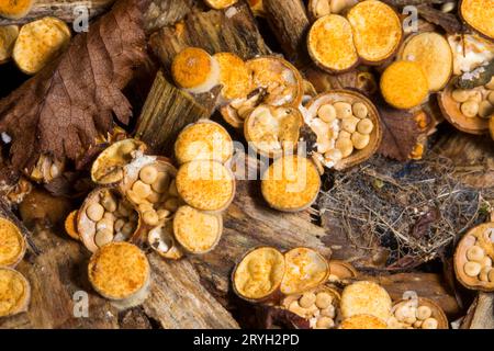 Common bird’s nest fungus (Crucibulum leave) fruitig bodies growing on wood-chip mulch in a garden. Powys, Wales. July. Stock Photo