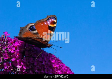 Peacock butterfly (Aglais io) feeding on flowers of Buddleia 'Royal Red' in a garden. Powys, Wales. August. Stock Photo