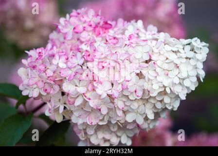Hydrangea paniculata Vanille Fraise Stock Photo