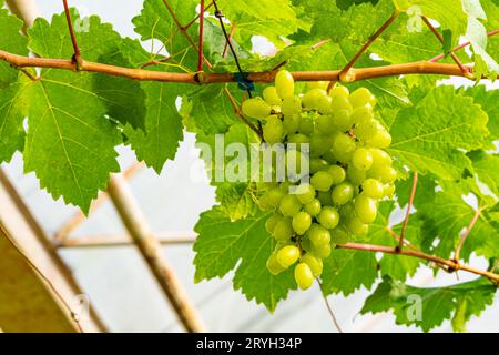 Low angle view a bunch of seedless white grapes hanging in a vine. Stock Photo
