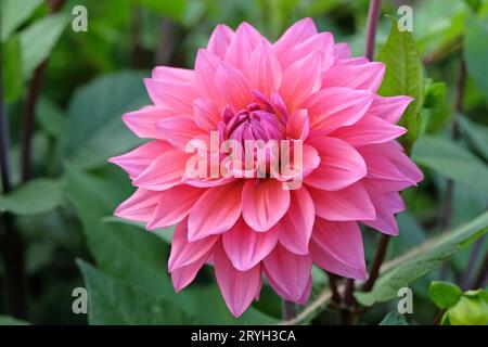 Deep dusky pink decorative dahlia 'Feline Yvonne' in flower. Stock Photo