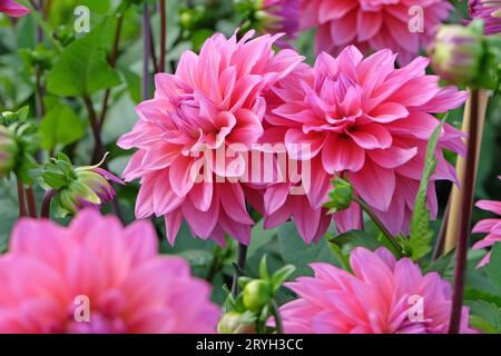 Deep dusky pink decorative dahlia 'Feline Yvonne' in flower. Stock Photo