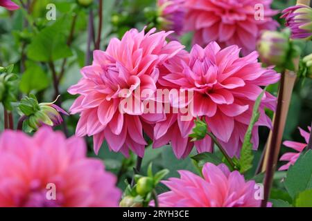 Deep dusky pink decorative dahlia 'Feline Yvonne' in flower. Stock Photo