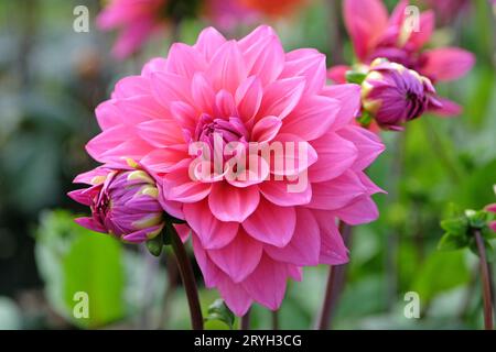 Deep dusky pink decorative dahlia 'Feline Yvonne' in flower. Stock Photo