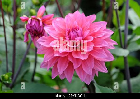 Deep dusky pink decorative dahlia 'Feline Yvonne' in flower. Stock Photo