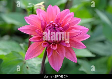 Deep dusky pink decorative dahlia 'Feline Yvonne' in flower. Stock Photo