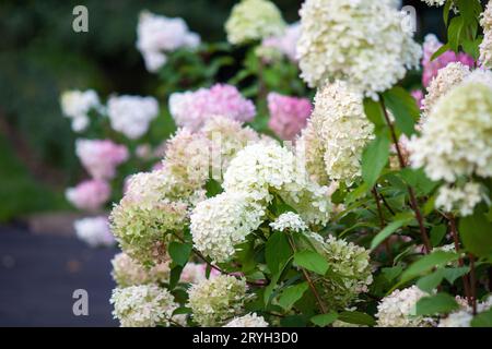 Hydrangea bush in bloom, Vanille Fraise Hydrangea with pink and white flowers in summer garden Stock Photo