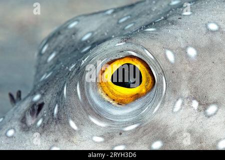 A picture of a puffer fish Stock Photo